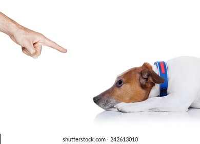 Bad Behavior Dog Being Punished By Owner With Finger Pointing At Him , Isolated On White Background