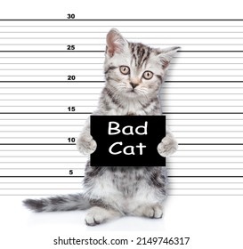 Bad Cat Caught Committing Crime Stock Photo 2149746317 | Shutterstock