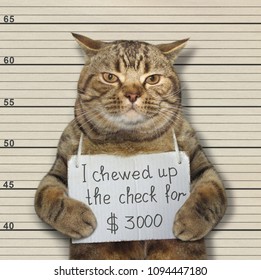 The Bad Cat Chewed Up The Check For 3000 Dollars. He Was Arrested For It.