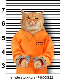 Bad Cat With Handcuffs On White Background. Cat Is Wearing A Orange Jump Suit. Violation Of The Law.