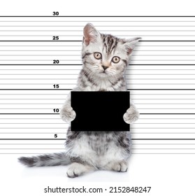754 Gangster cat Images, Stock Photos & Vectors | Shutterstock
