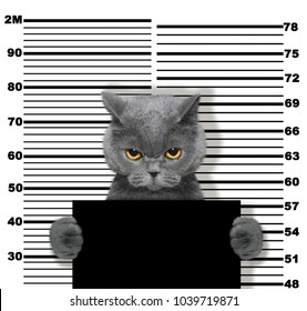 Bad Cat At The Police Station. Photo On White Background