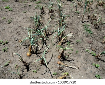 Bad crops of sustainable agriculture, drought concept - Shutterstock ID 1308917920