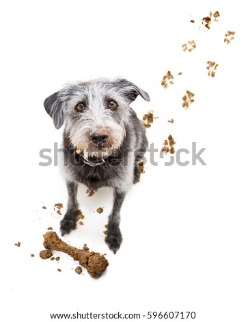 Bad dog bringing muddy bone inside after digging it up and tracking dirty footprints on floor