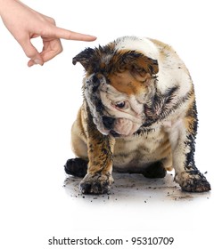bad dog - dirty sad english bulldog being scolded by wagging finger