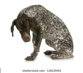 Bad Dog - Guilty Looking German Short Haired Pointer Sitting With Reflection On White Background