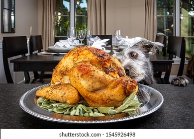 Bad Dog Jumping Up On Counter Stealing Thanksgiving Holiday Dinner Turkey