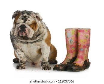 Bad Dog - Muddy English Bulldog Sitting Beside Dirty Boots On White Background