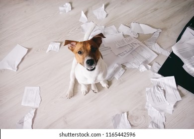 Bad Dog Shred Important Documents. Naughty Pets At Home. Bad Puppy Looking Up On His Owner And Waiting For Punishment