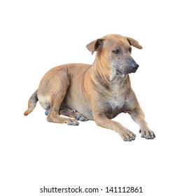 Bad Dog Sitting Isolated Over A White Background