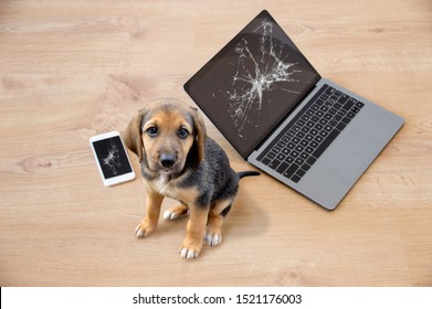 Bad dog sitting on the torn pieces of laptop and phone looking at camera.