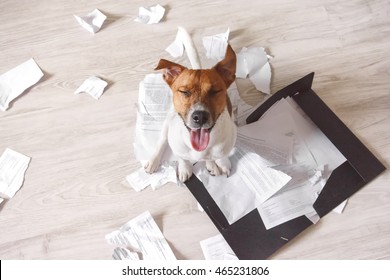 Bad dog sitting on the torn pieces of important documents. Naughty pets at home. Bad puppy waiting for punishment - Shutterstock ID 465231806