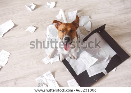 Bad dog sitting on the torn pieces of important documents. Naughty pets at home. Bad puppy waiting for punishment