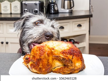 Bad Dog Stealing Roasted Chicken Off A Plate On A Kitchen Counter