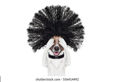 Bad Hair Day Dog Ready To Look Beautiful At The Wellness Spa Salon, Isolated On White Background, Hairs Gone Wild