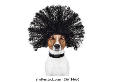 Bad Hair Day Dog Ready To Look Beautiful At The Wellness Spa Salon, Isolated On White Background, Hairs Gone Wild