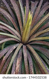 Bad Hair Day Mangave (Agave 'Bad Hair Day')