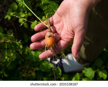 Bad Harvest, Small Carrots In The Farmer's Hand