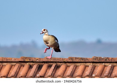 Bad Honnef, Germany, 04-20-2021,  Dancing Egyptian Goose On The Roof