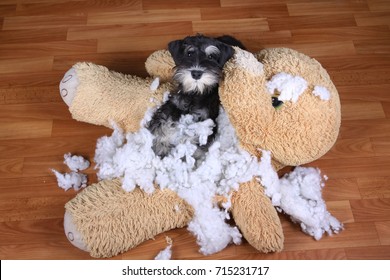 Bad Naughty Schnauzer Dog Destroyed Plush Toy At Home