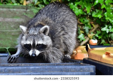 Bad news for the raccoon . the waste bin is empty