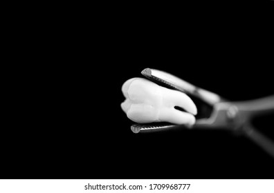 bad real tooth removed in the dental forceps on black isolated background - Shutterstock ID 1709968777