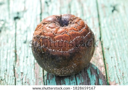 Bad and rotten apple. Ugly trendy bad apple on wooden background. Rotten disgusting apple. 