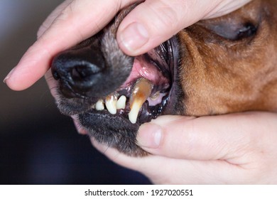 Bad Teeth Of Old Dog