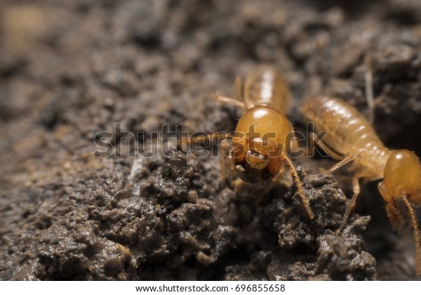 The bad\
thing about a wooden house is the\
termite.