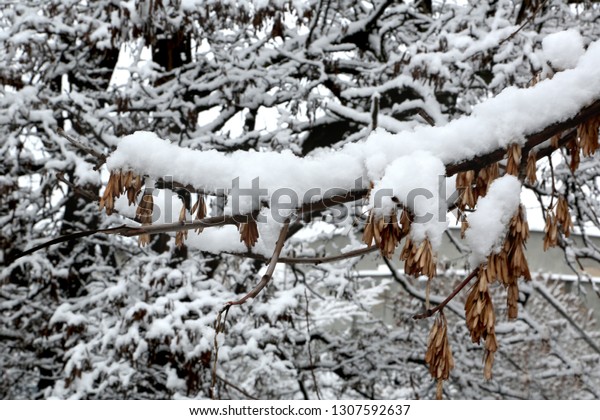 Bad weather, cold, Winter, Nord, climate, nordic,\
weather, frost, frozen, january, december, february, snow,\
snowfall, snowball, snowballs, cold climate, christmas, happy new\
year, snowdrifts, snowy