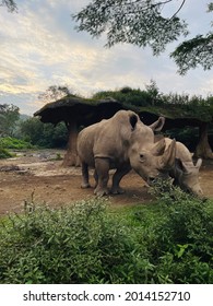 Badak Jawa (Rhinoceros sondaicus), also known as the Sunda rhinoceros or lesser one-horned rhinoceros from Indonesia.