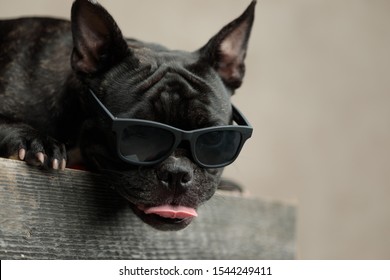 badass french bulldog wearing sunglasses lying down with tongue exposed on gray background