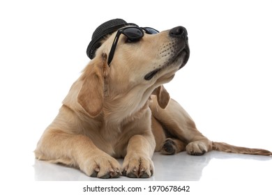 Badass Golden Retriever Dog Wearing Sunglasses And A Hat, Laying Down On White Background