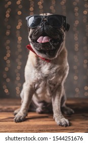 Badass Pug Dog Wearing Sunglasses Sitting With Tongue Out On Gray Background