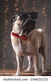 Badass Pug Dog Wearing Sunglasses Standing And Looking Aside With Arrogance On Gray Background