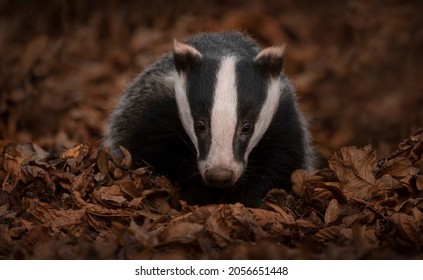 A Badger In Autumn Leaves