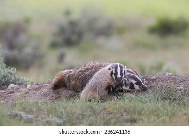 Badger With Baby Cub