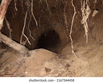 Badger Burrow Inside View