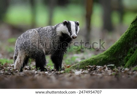 Badger close up ( Meles meles )