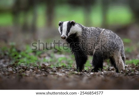 Badger close up ( Meles meles )
