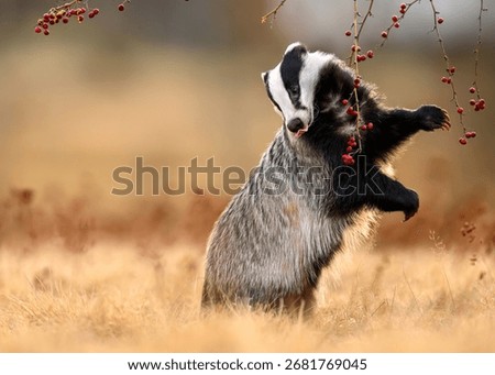 Badger close up ( Meles meles )