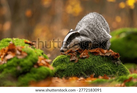 Badger close up ( Meles meles )