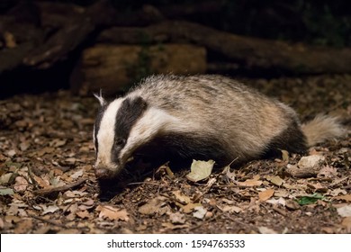 Badger Close Up Touring The Holm Oak Forest At Night In Search F Food.