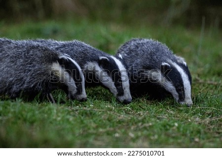 Badger cubs having a feed