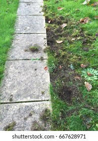 Badger Digging Up Garden