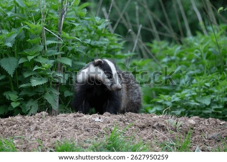 Badger emerging by its sett