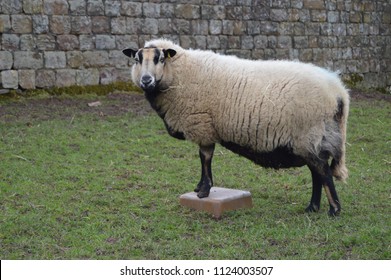 Badger Face Welsh Mountain Sheep Ewe Torddu 