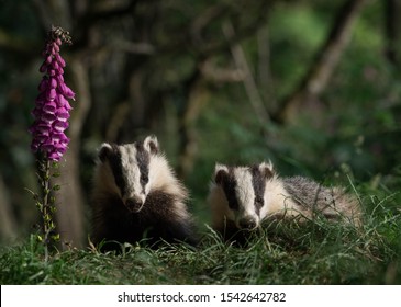 Badger Family In Garden Beautyful