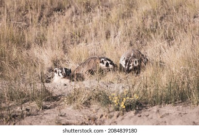 Badger Family In Yellowstone Field High Contrast