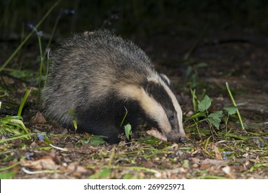 Magnificent Striped Badger On Small Grassy Stock Photo 1901285266 ...